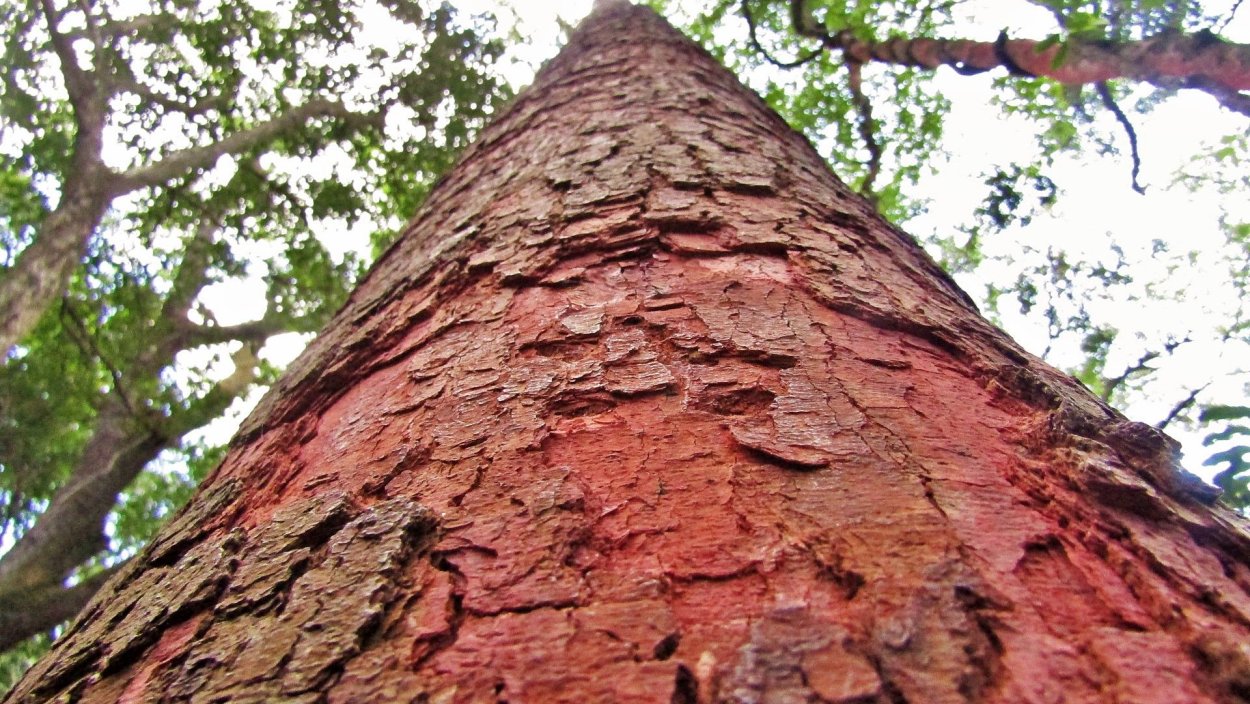 Copaifera langsdorffii