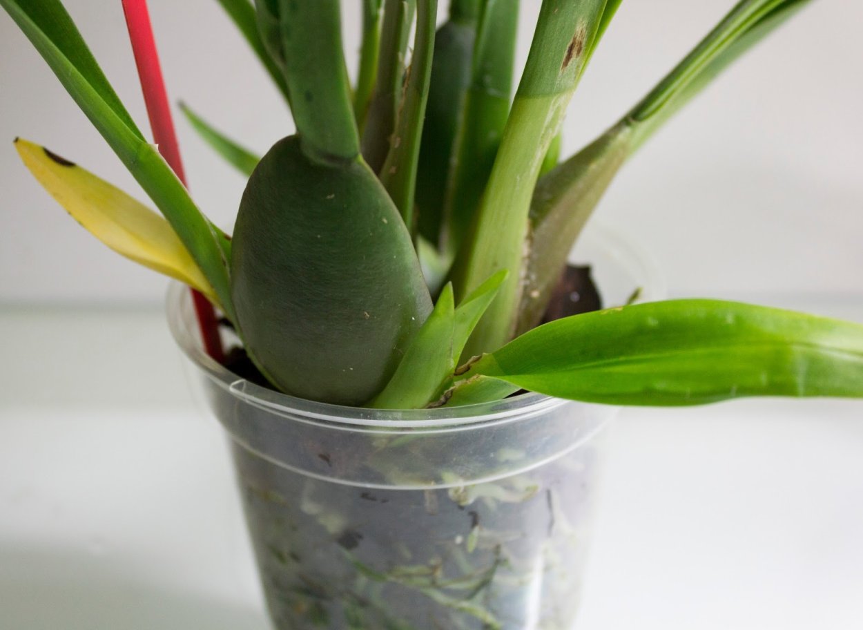 Орхидея Каттлея размножение