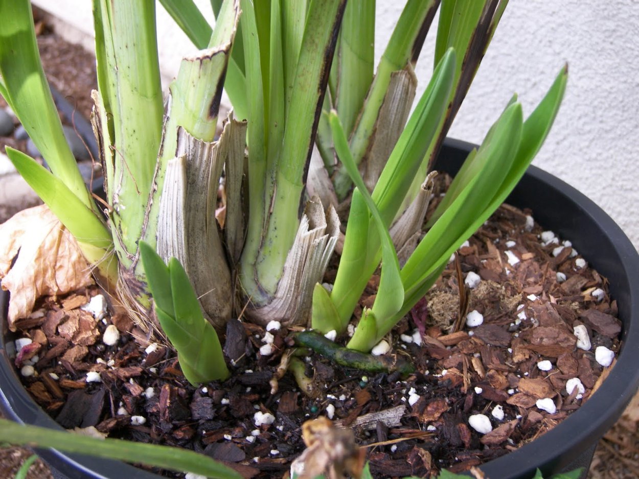 Masdevallia herradurae