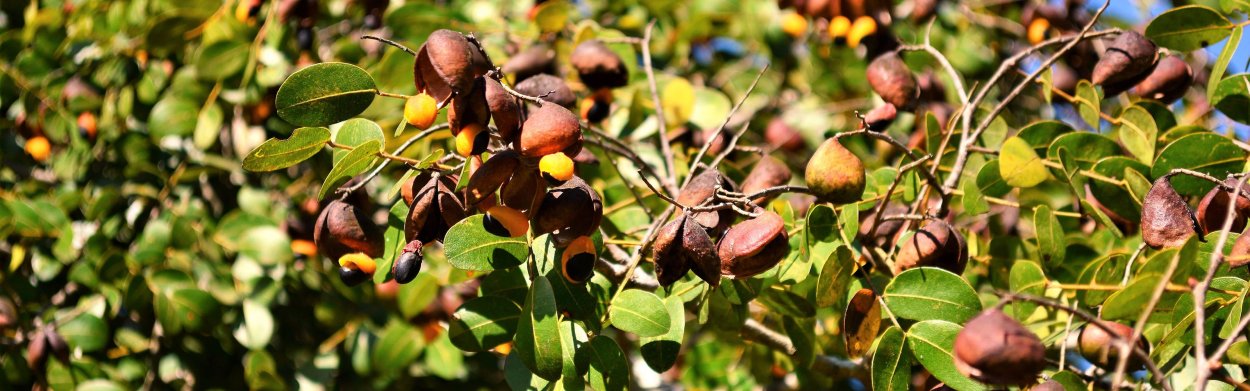 Олеорезина деревьев копаифера