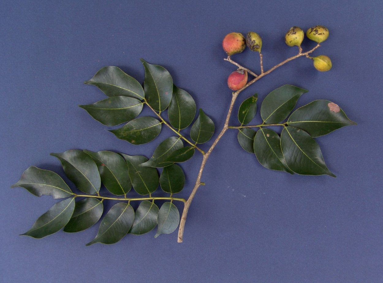 Керосиновое дерево Copaifera langsdorffii