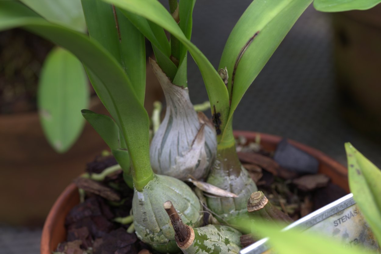 Орхидея онцидиум псевдобульба