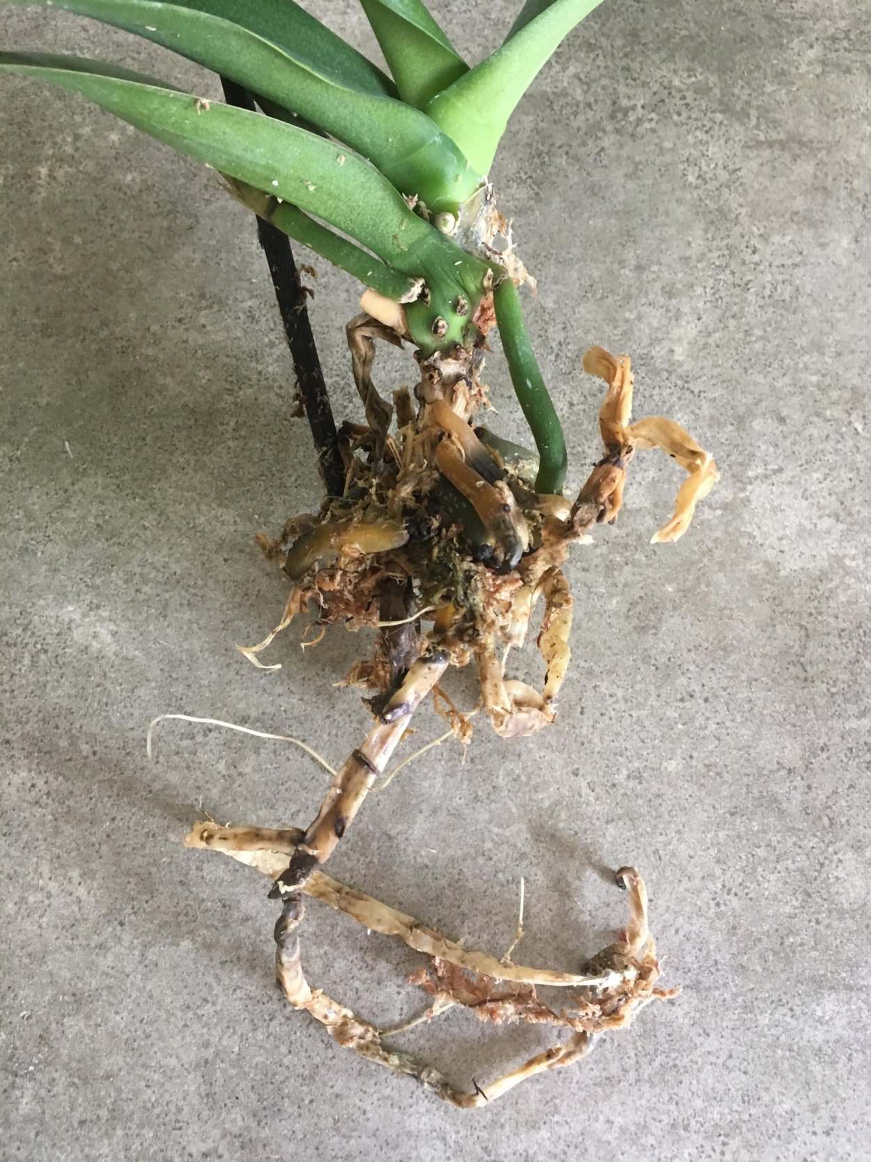 Porn-w.org Yulia Nova