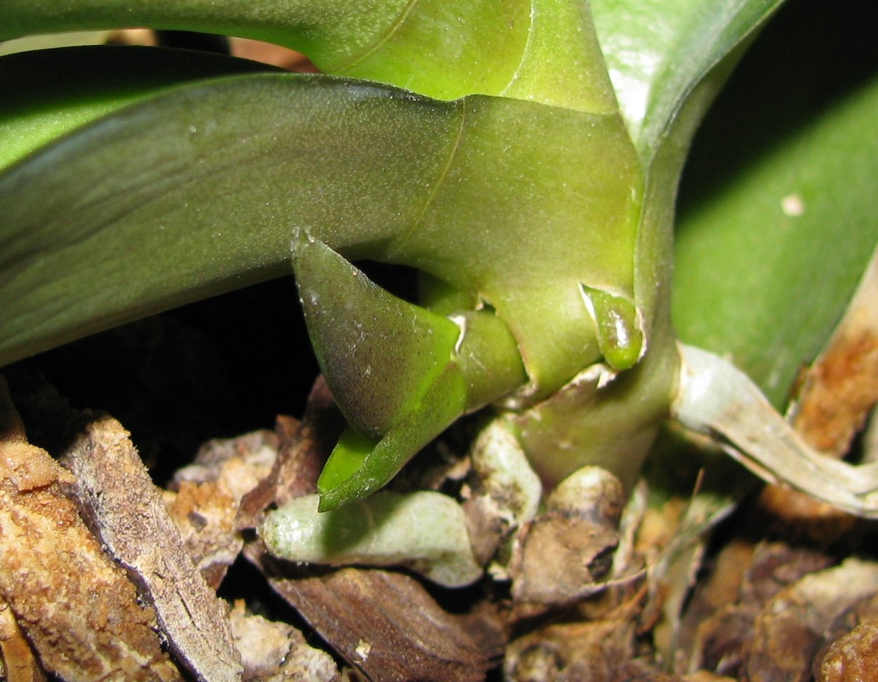 Фузариозная гниль орхидей