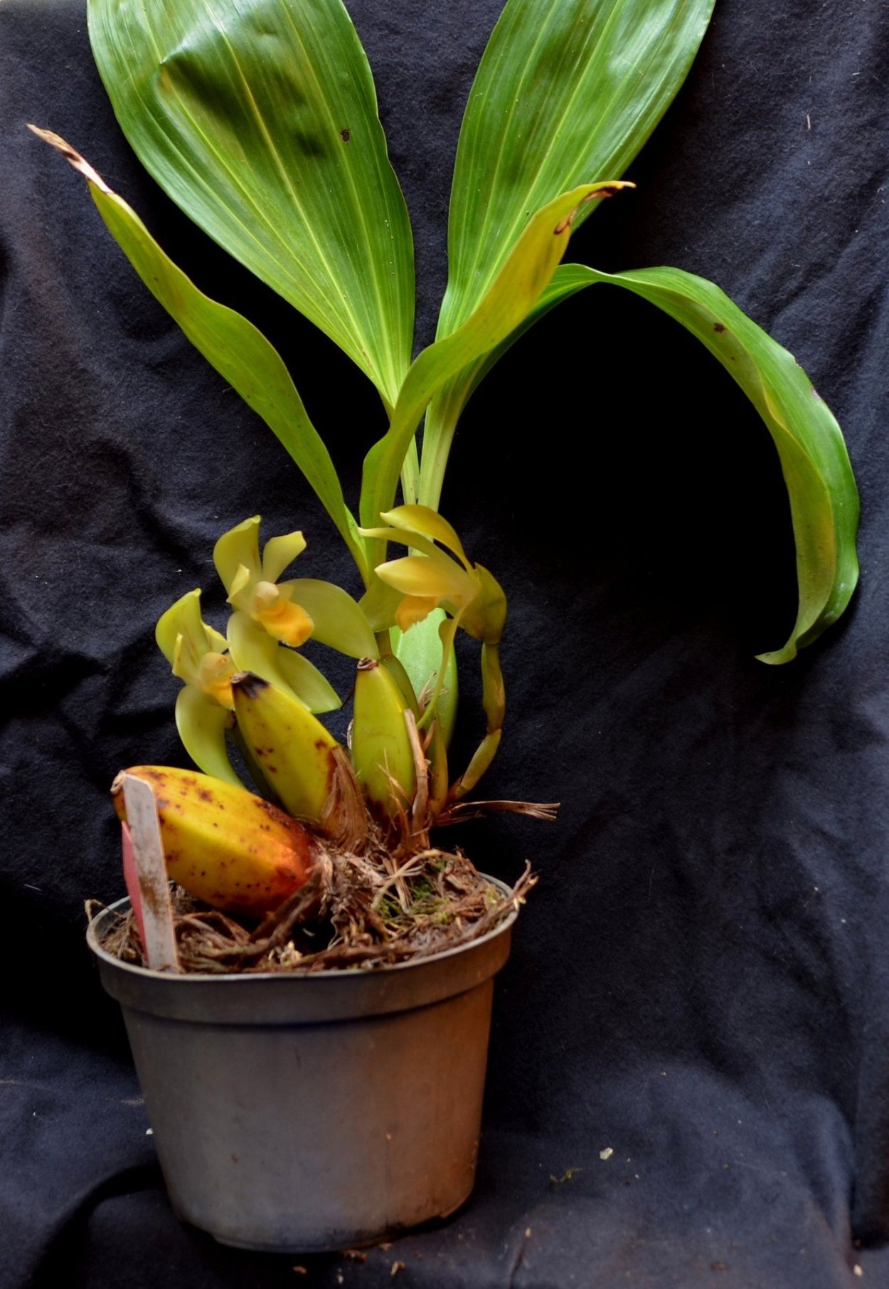 Орхидея Камбрия псевдобульба