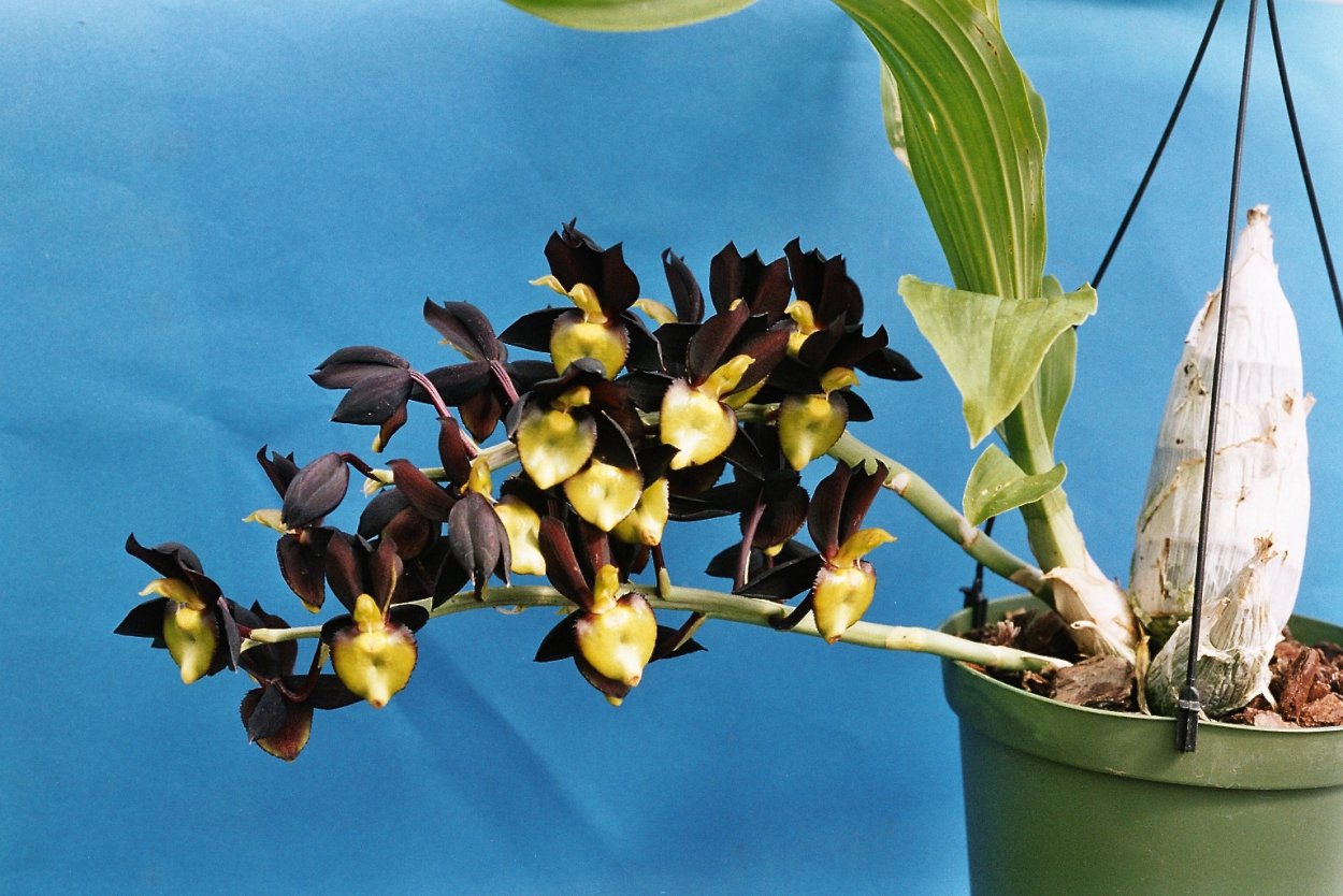 Catasetum arietinum