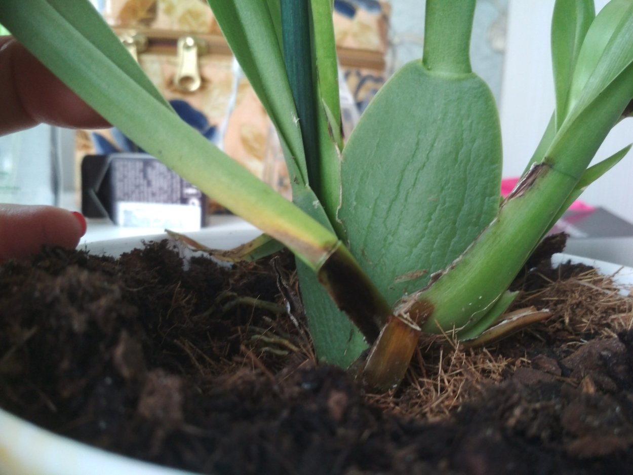 Coelogyne fonstenebrarum