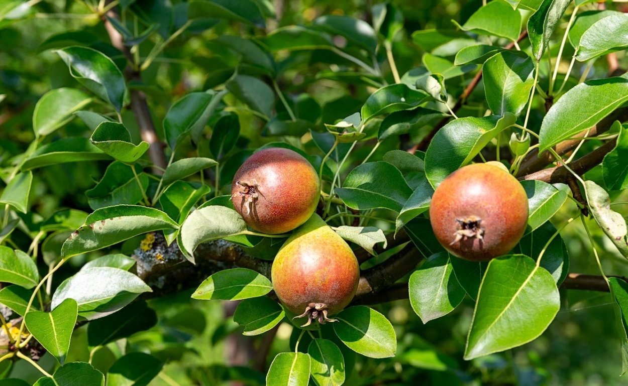 Копаифера дерево