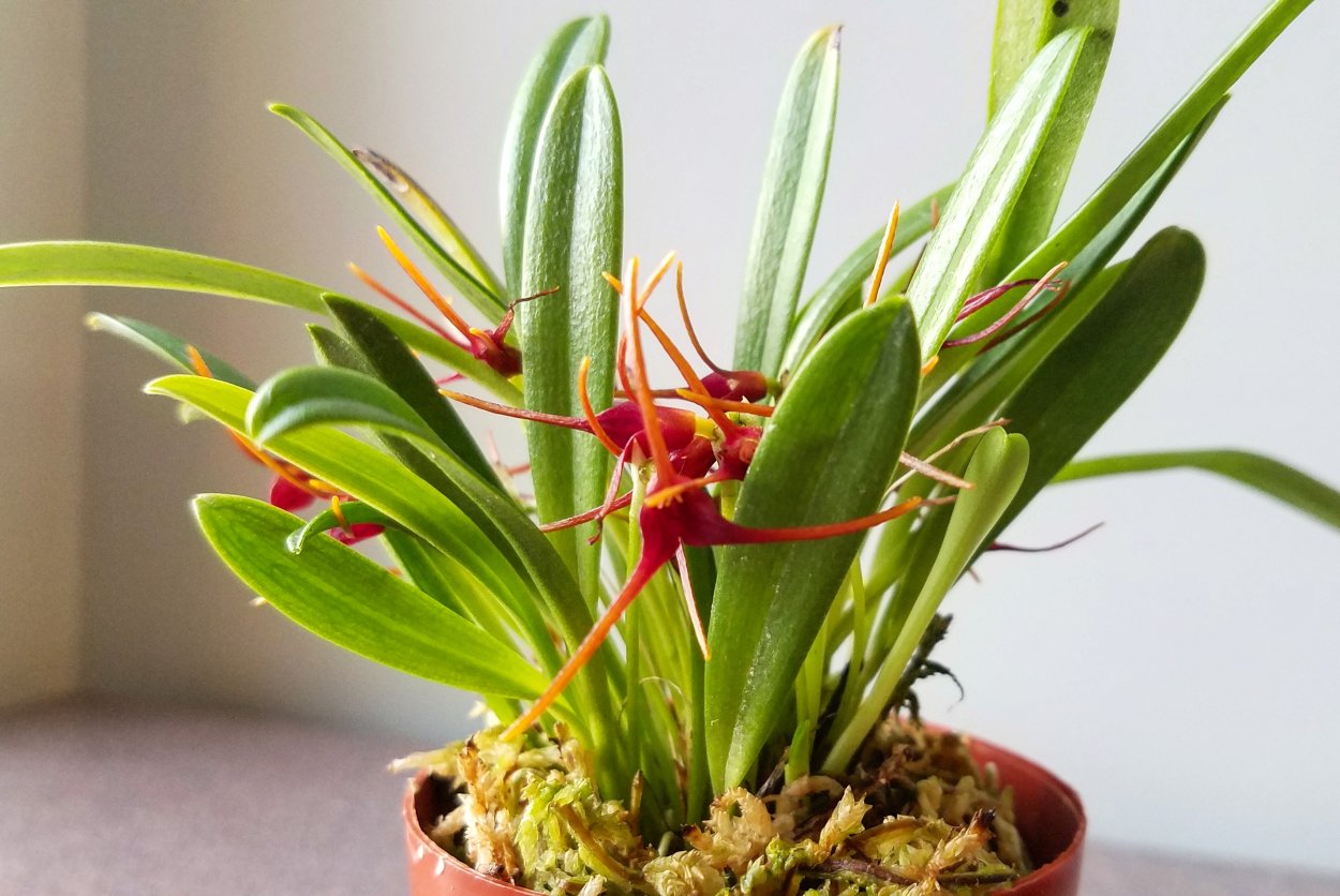 Орхидея онцидиум псевдобульба