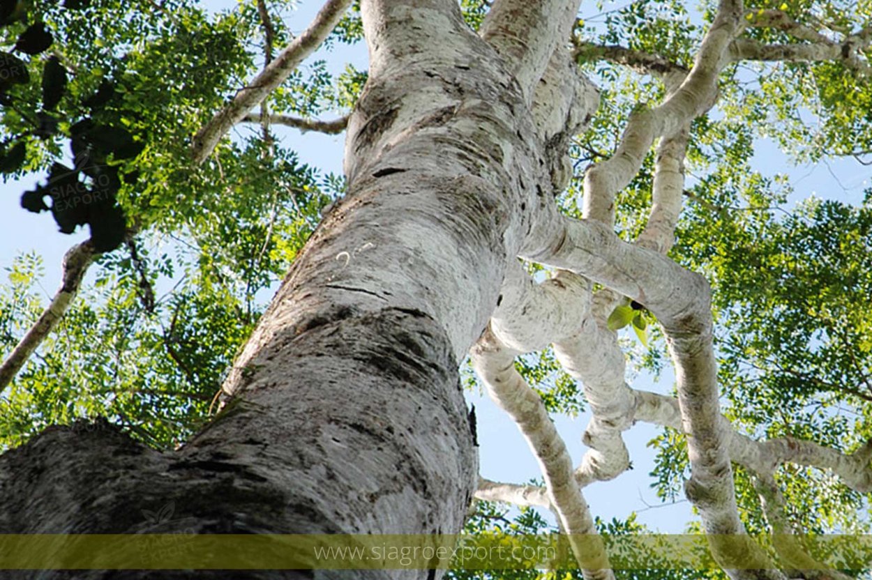 Copaifera langsdorffii дерево