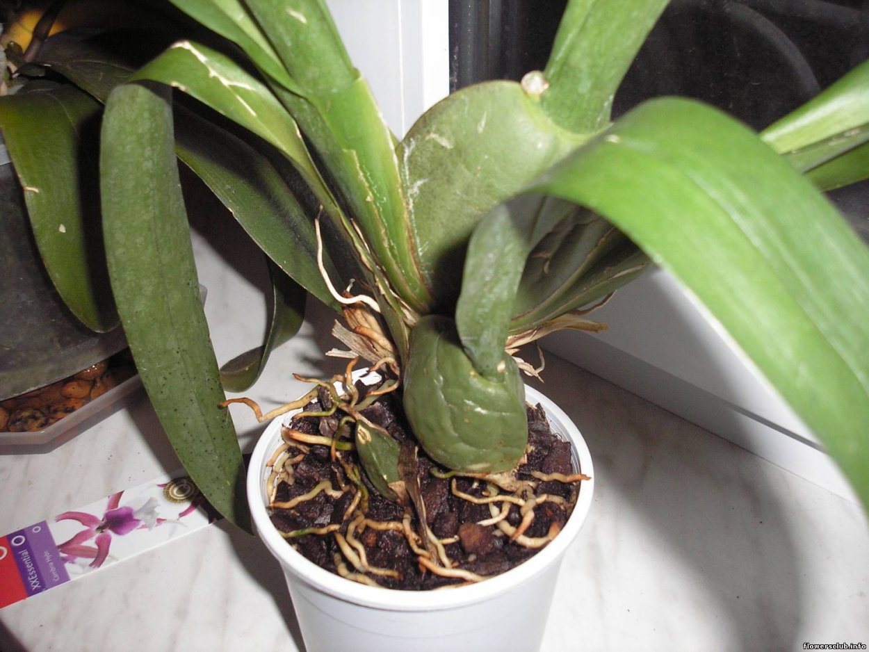 Орхидея Цветоносная стрелка