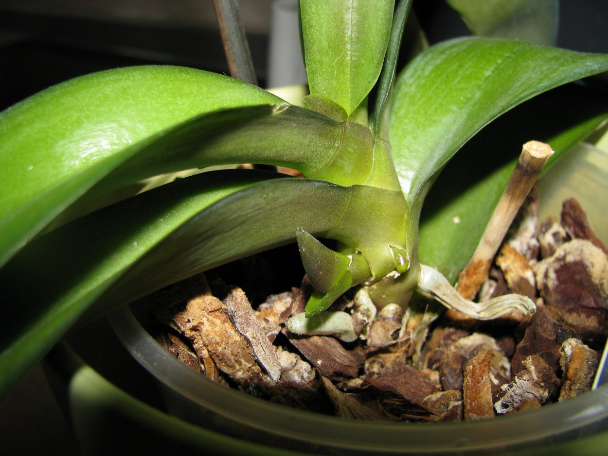 Орхидея Мильтония псевдобульба