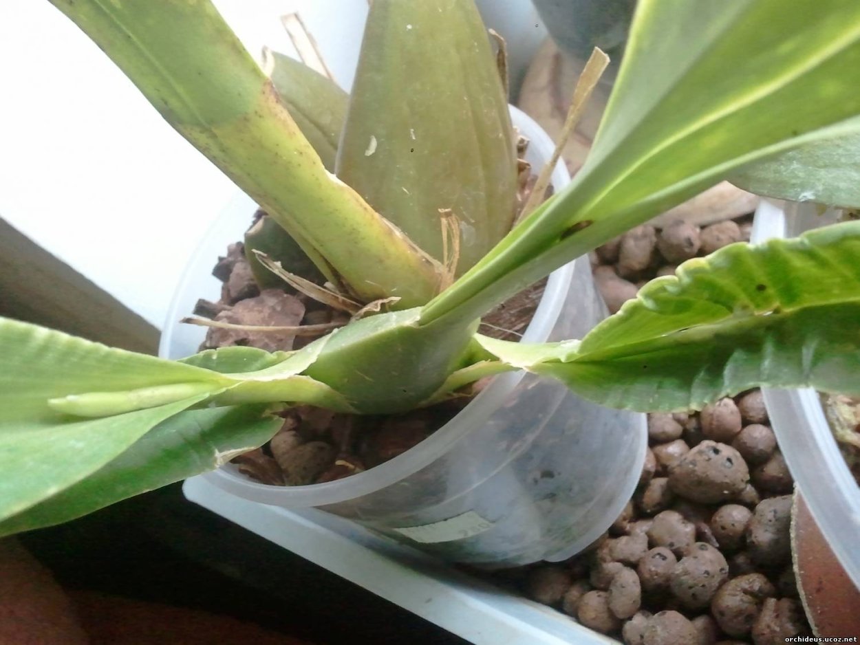 Орхидея Камбрия цветоносы