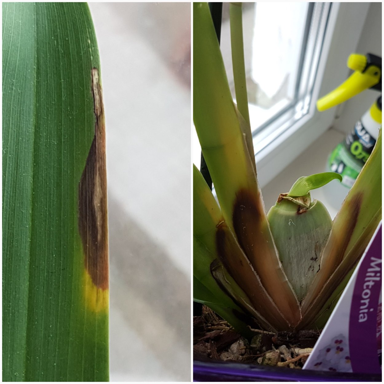 Орхидея онцидиум псевдобульбы