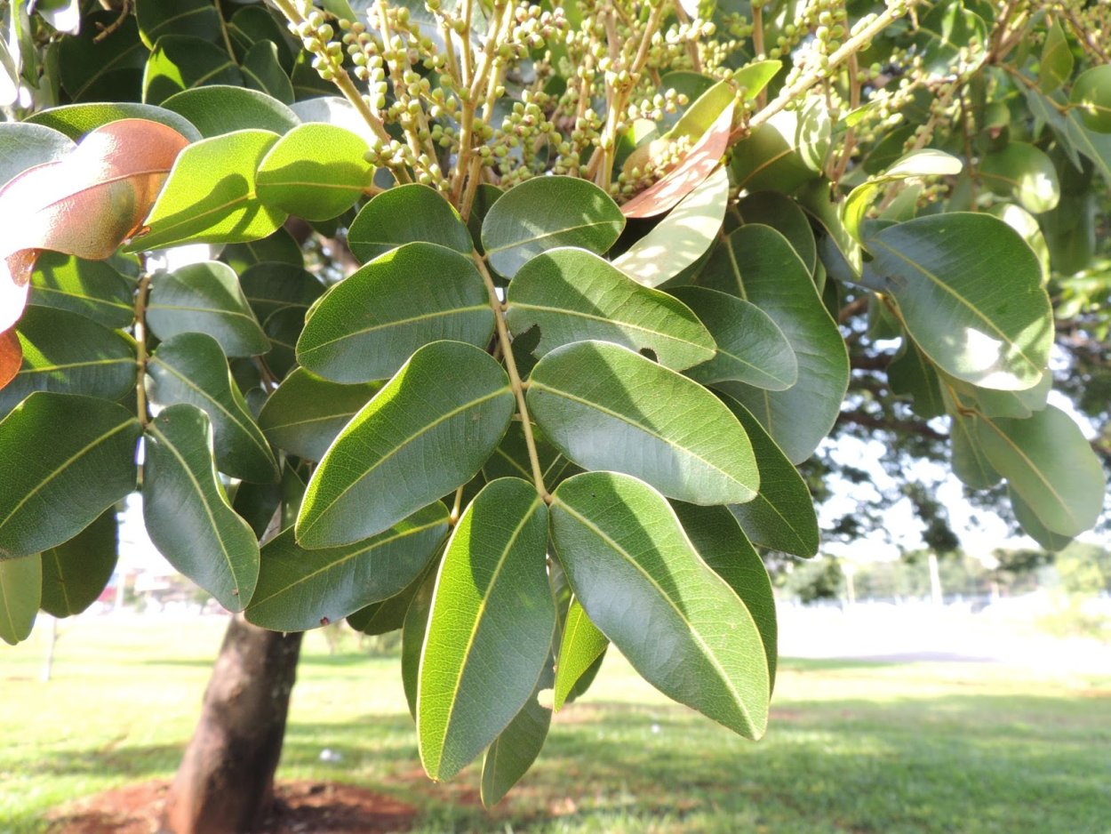 Керосиновое дерево Copaifera langsdorffii