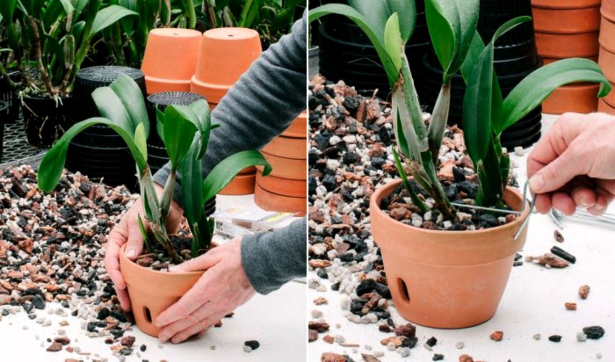 Фузариоз орхидей