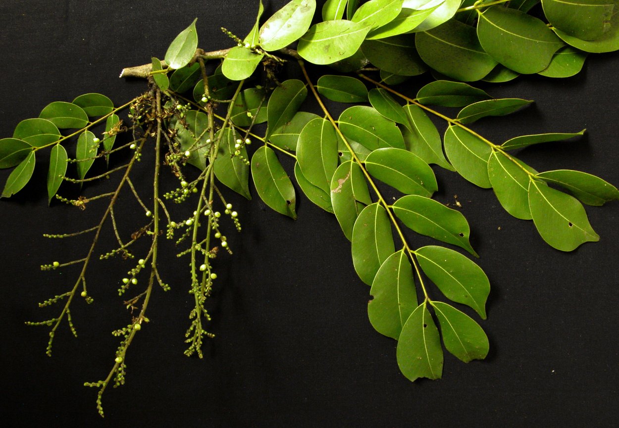 Дерево Амендоин