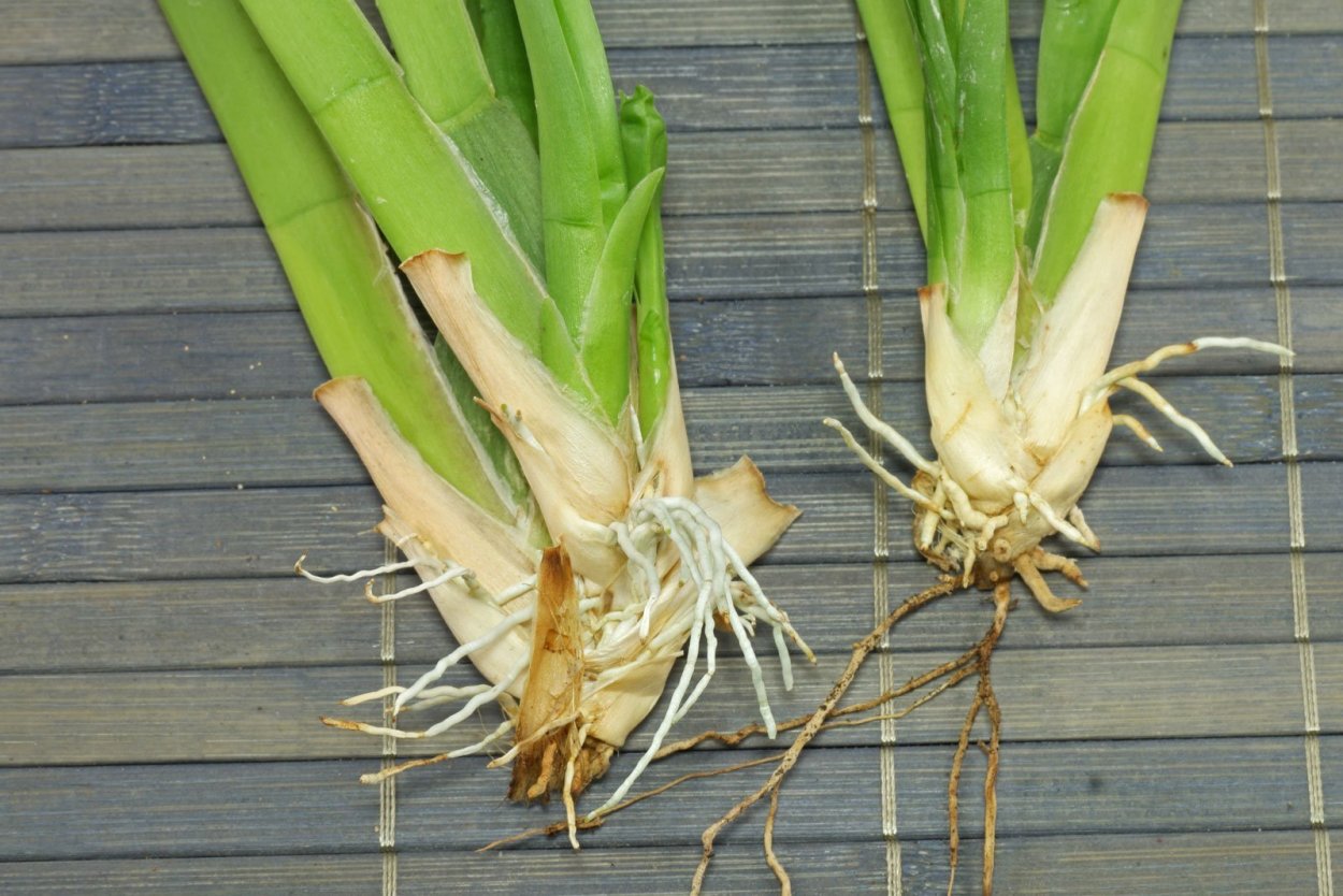 Орхидея Камбрия псевдобульба пожелтела