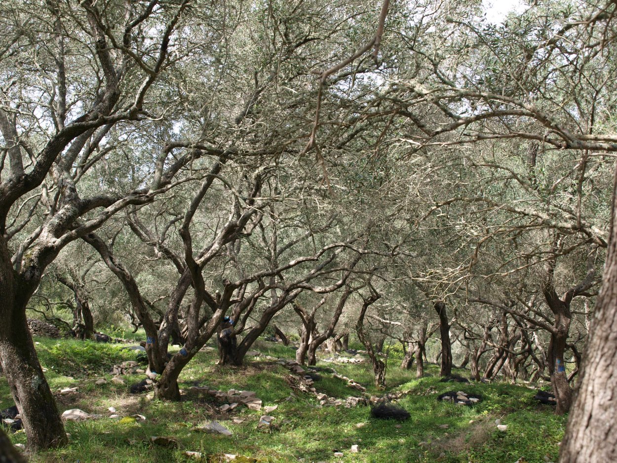 Myroxylon peruiferum