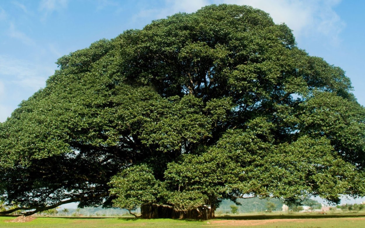 Керосиновое дерево Copaifera langsdorffii