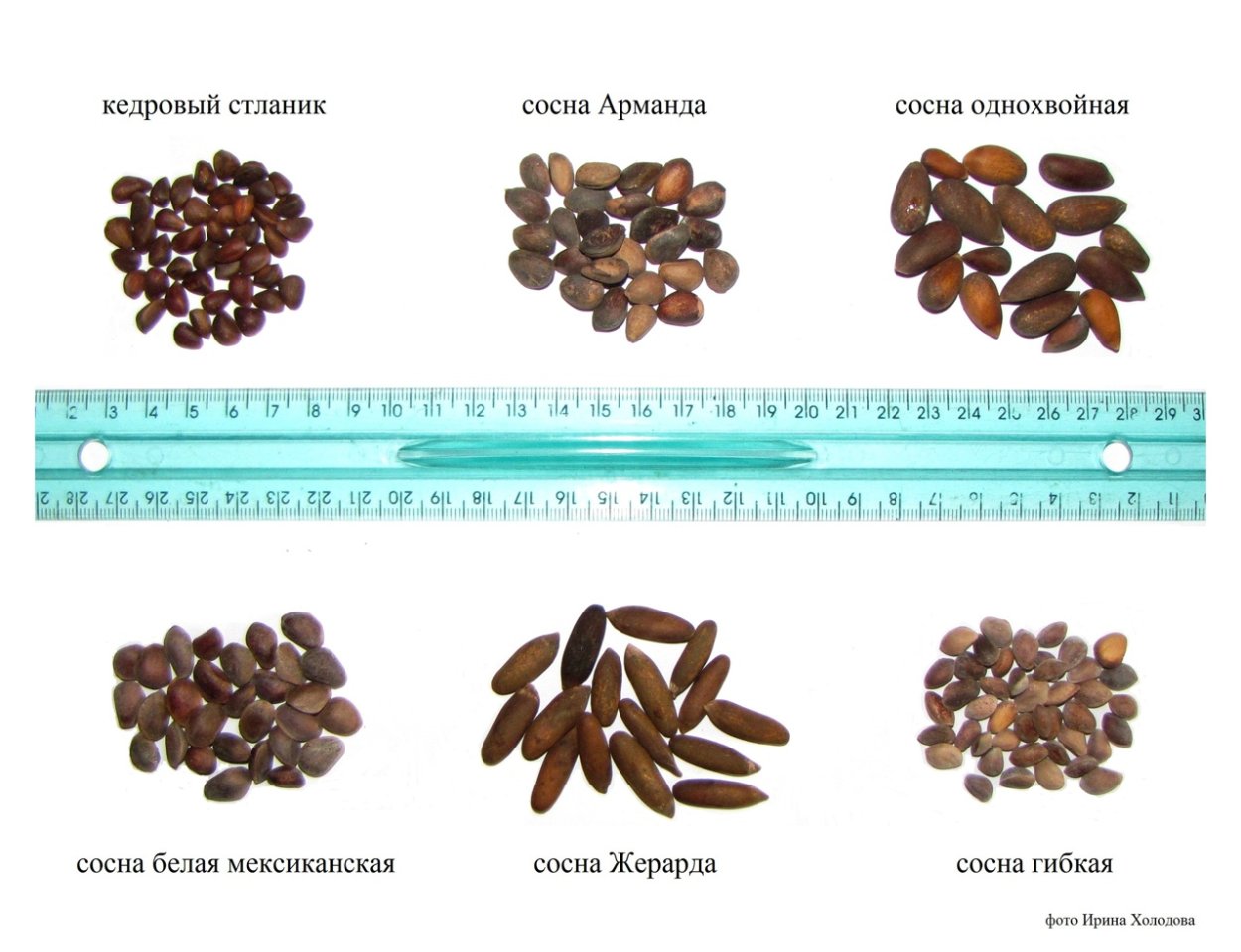 Сосна Жерарда семена. Сосна Кедровая арманда. Сосна арманда описание. Семена сосны арманда.