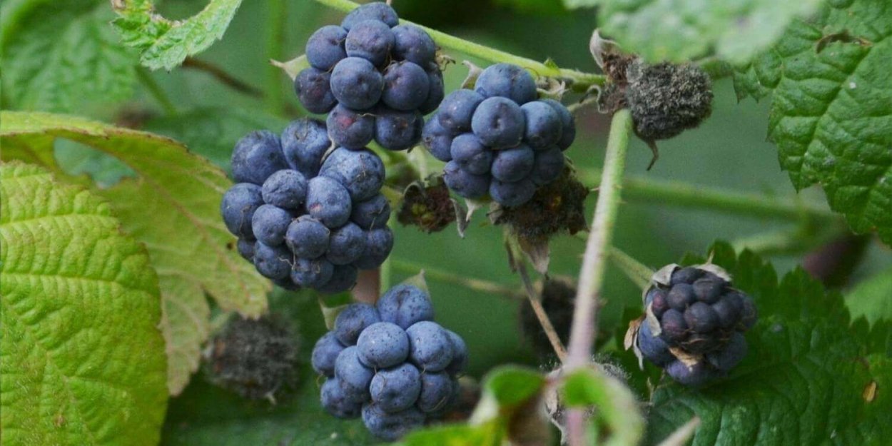 Ежевика сизая (BLACKBERRY)