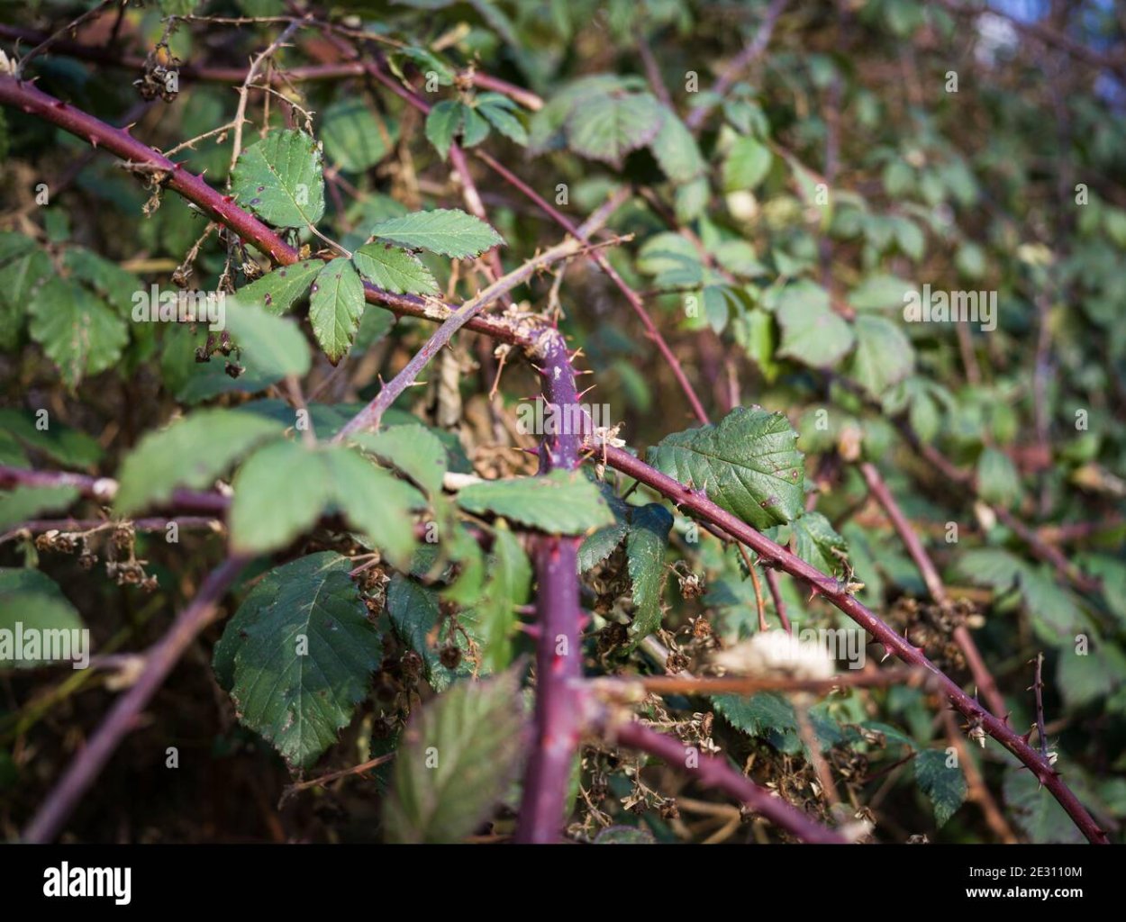 Дикая ежевика сорняк