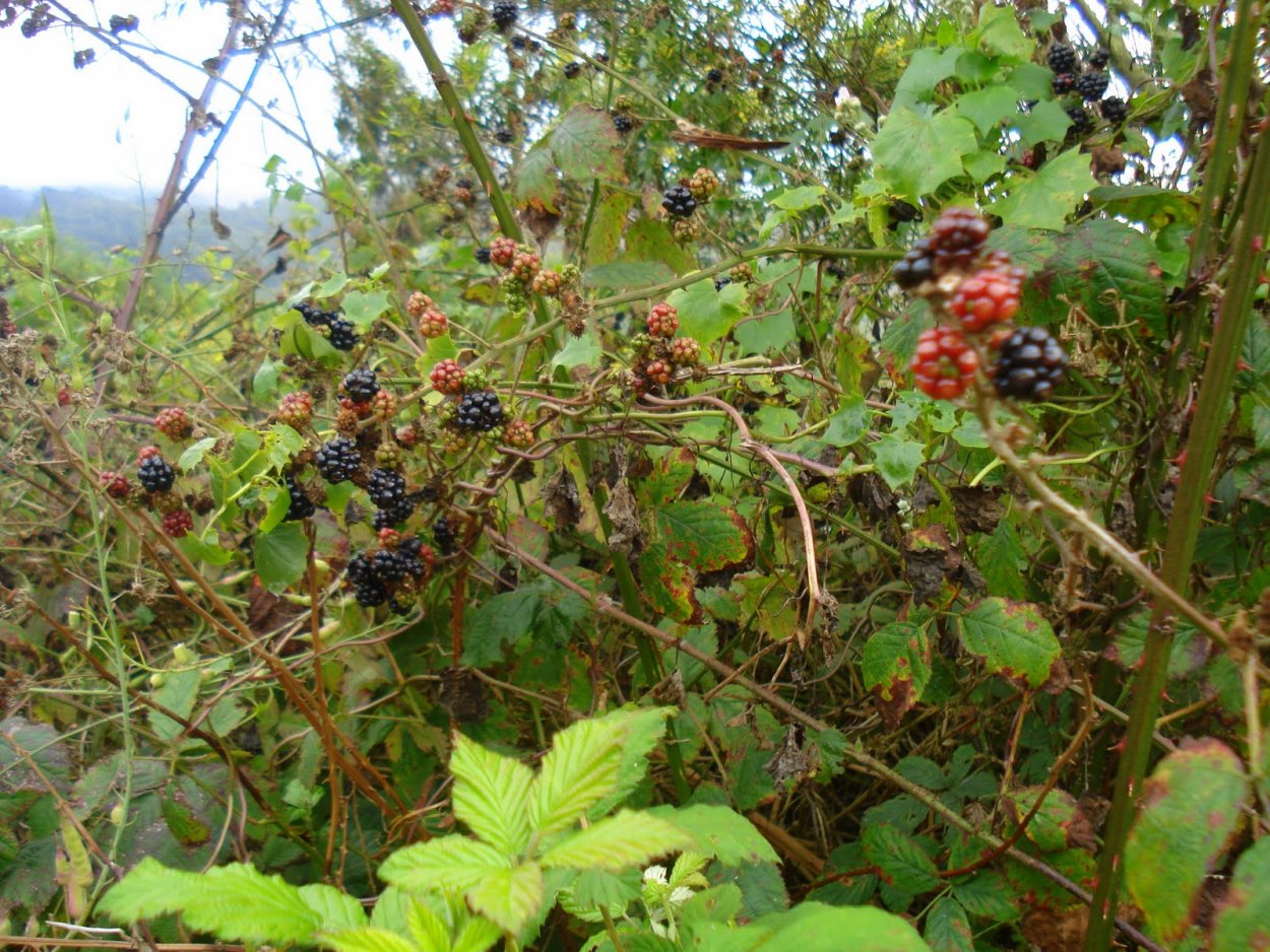 Ежевика Дикая кустарник