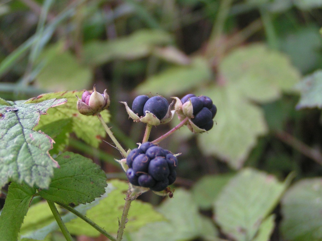 Костяника ежевика