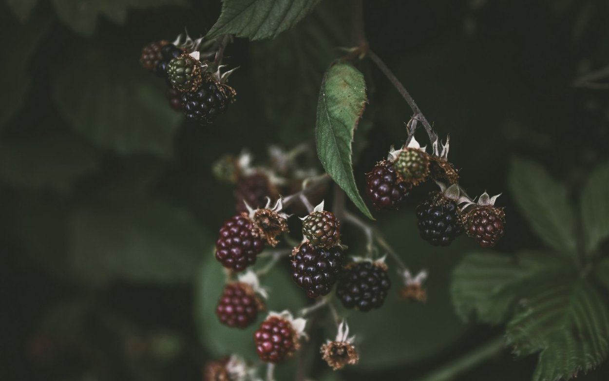 Чашелистик ежевики