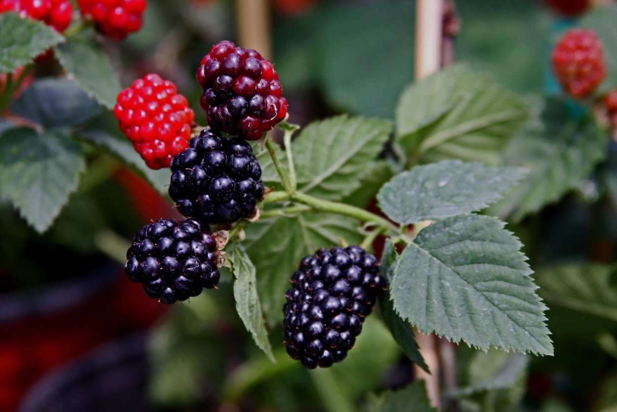Ежевика и ежемалина