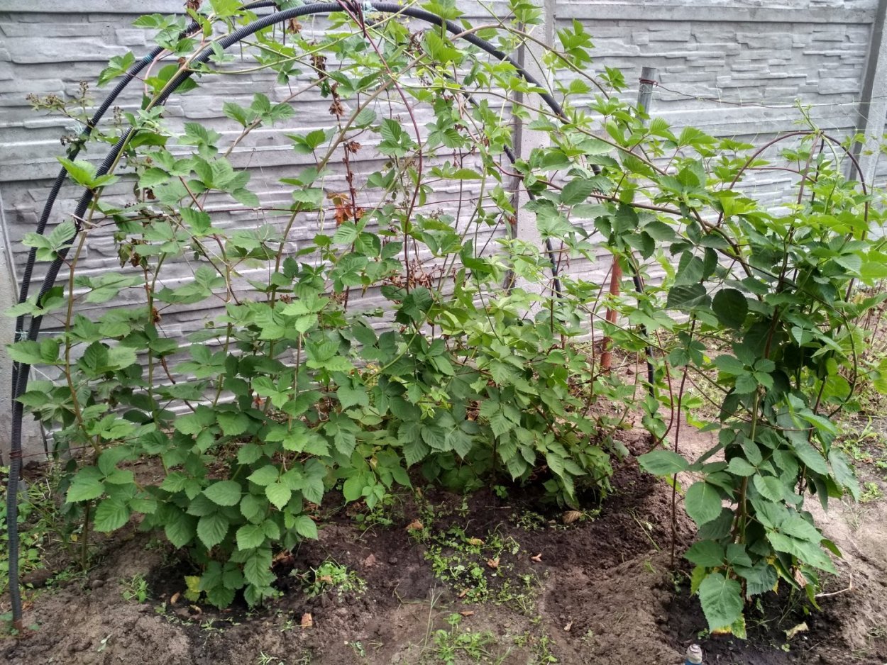 Ежемалина Тайберри шпалеры