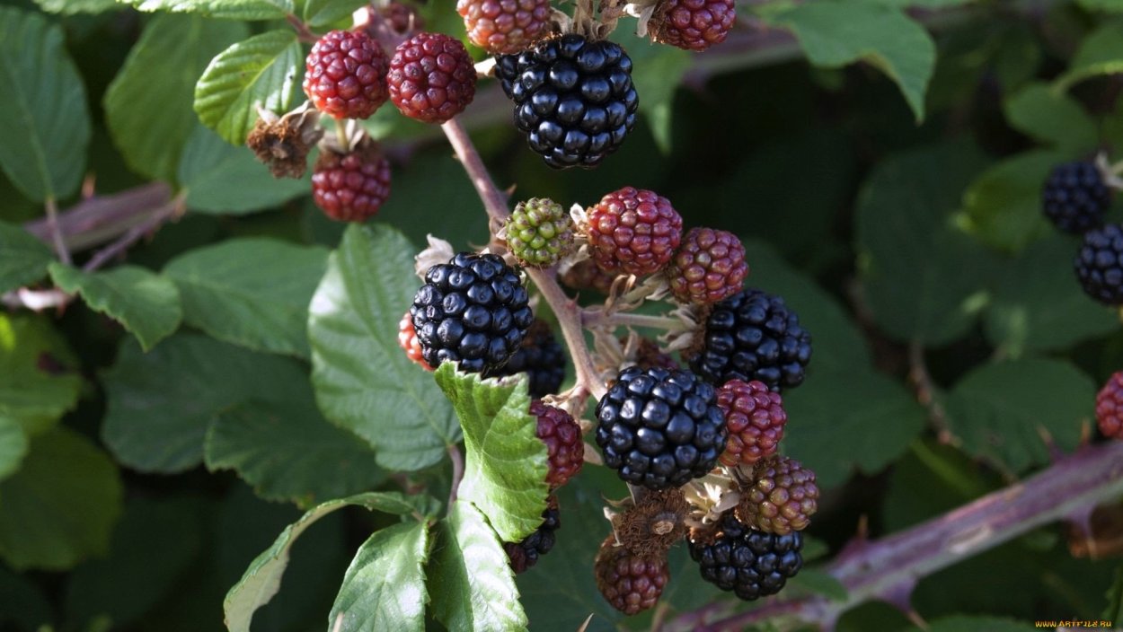 Ежевика Орегон Торнлесс