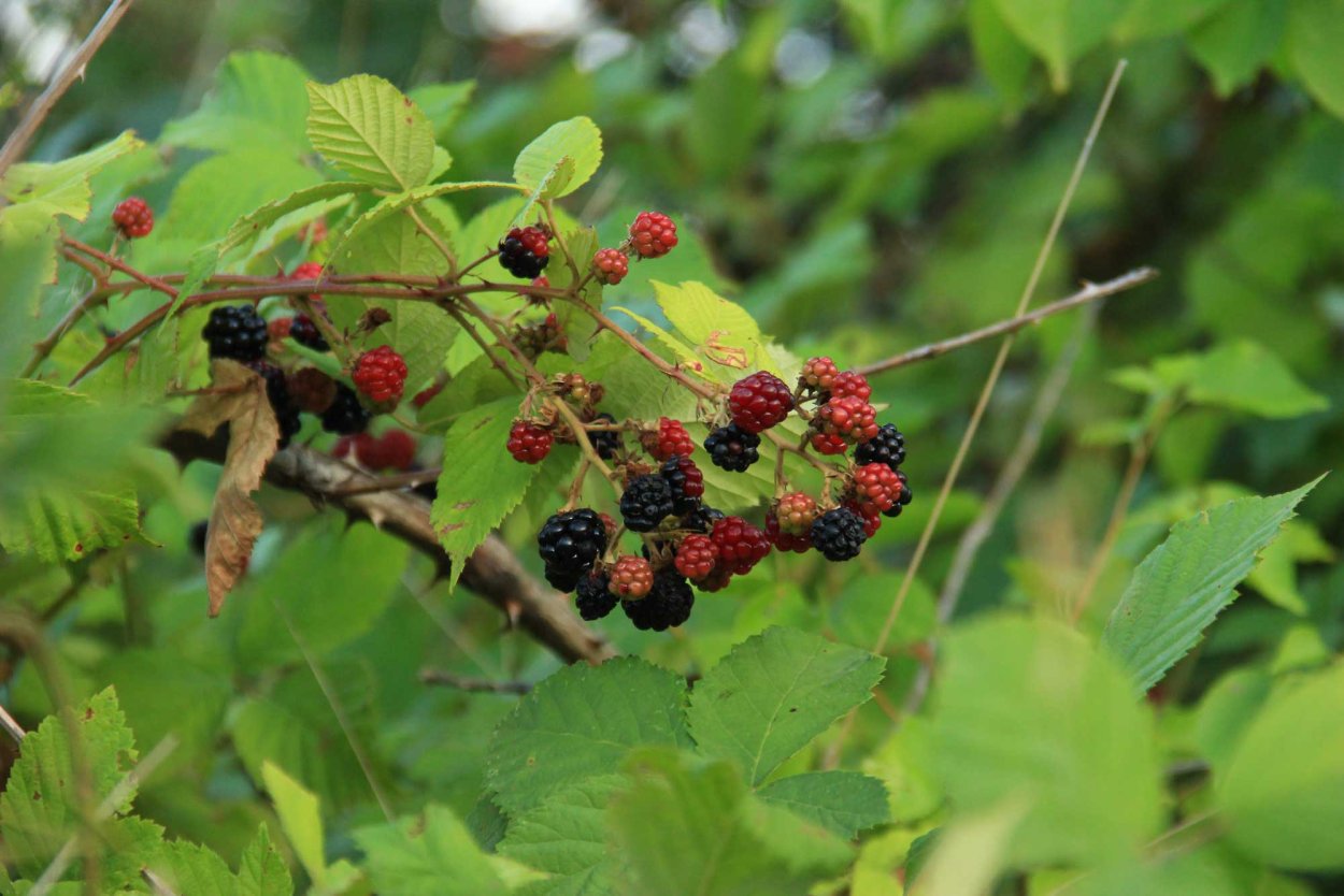 Заросли ежевики
