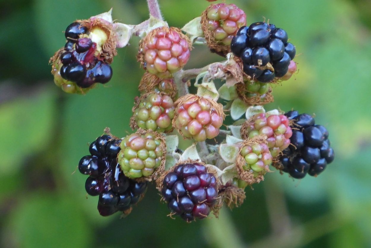 Ежевика лиановидная