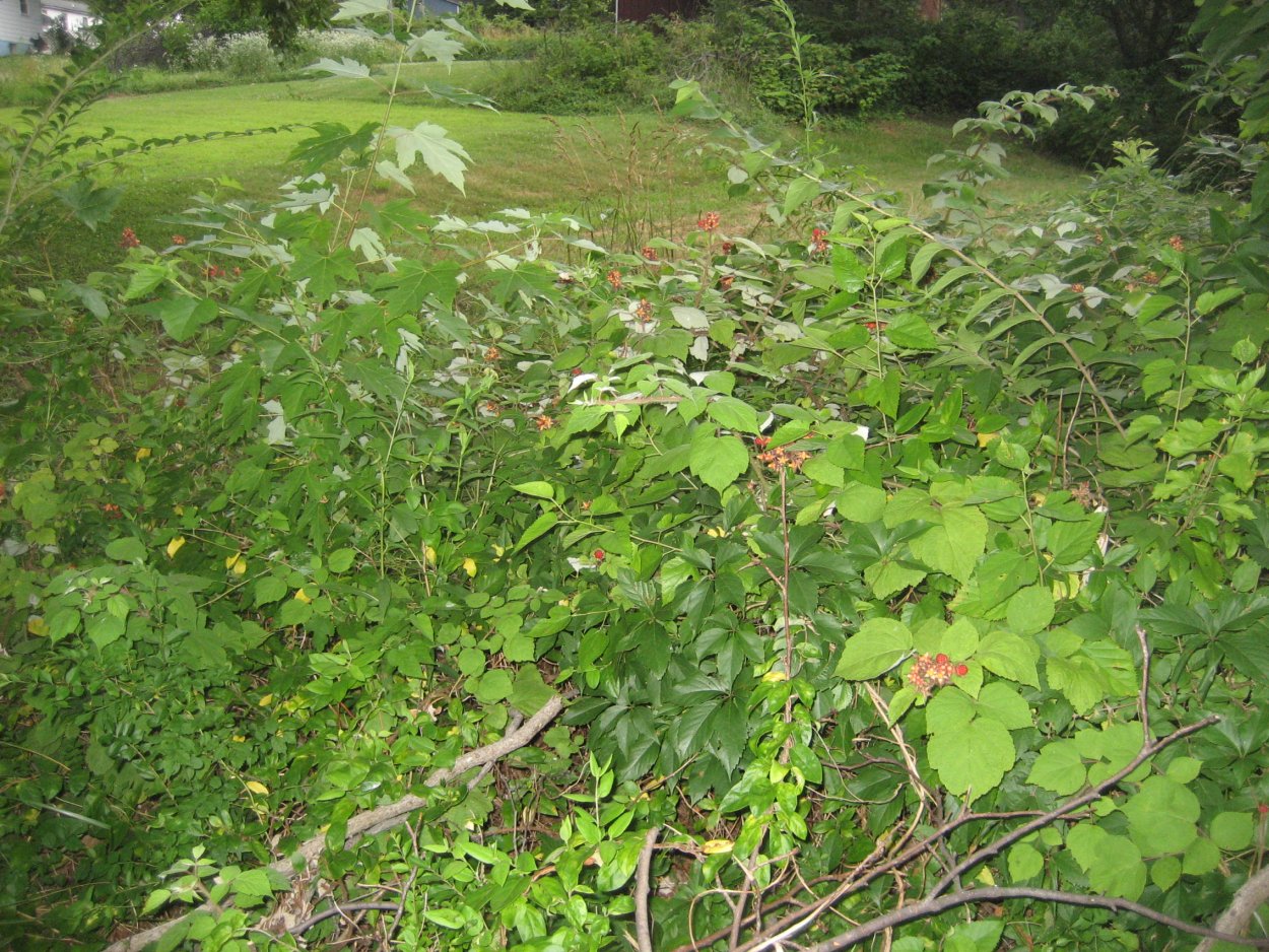 Лесная ежевика ползучая