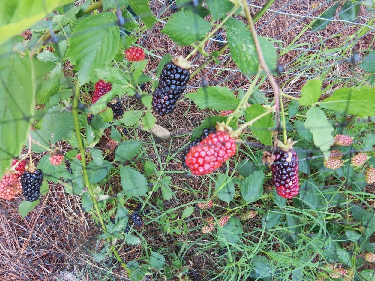 Ежевика ползучая