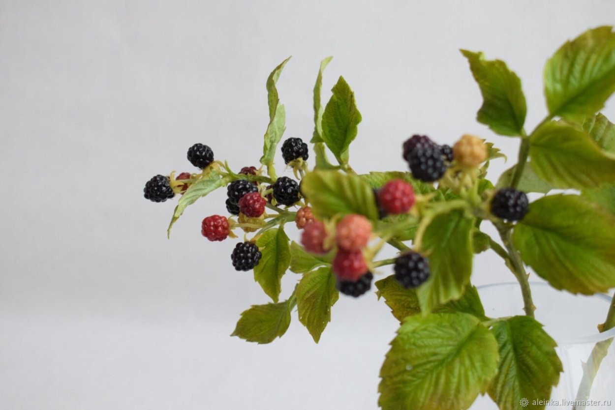 Чашелистик ежевики