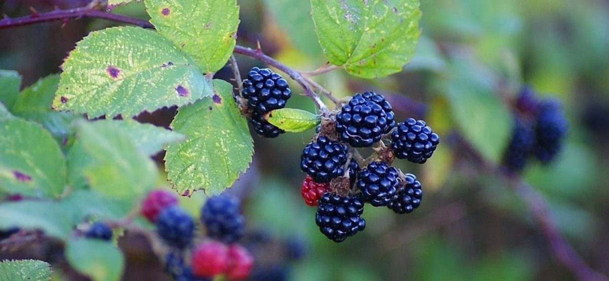 Лесная ягода куманика