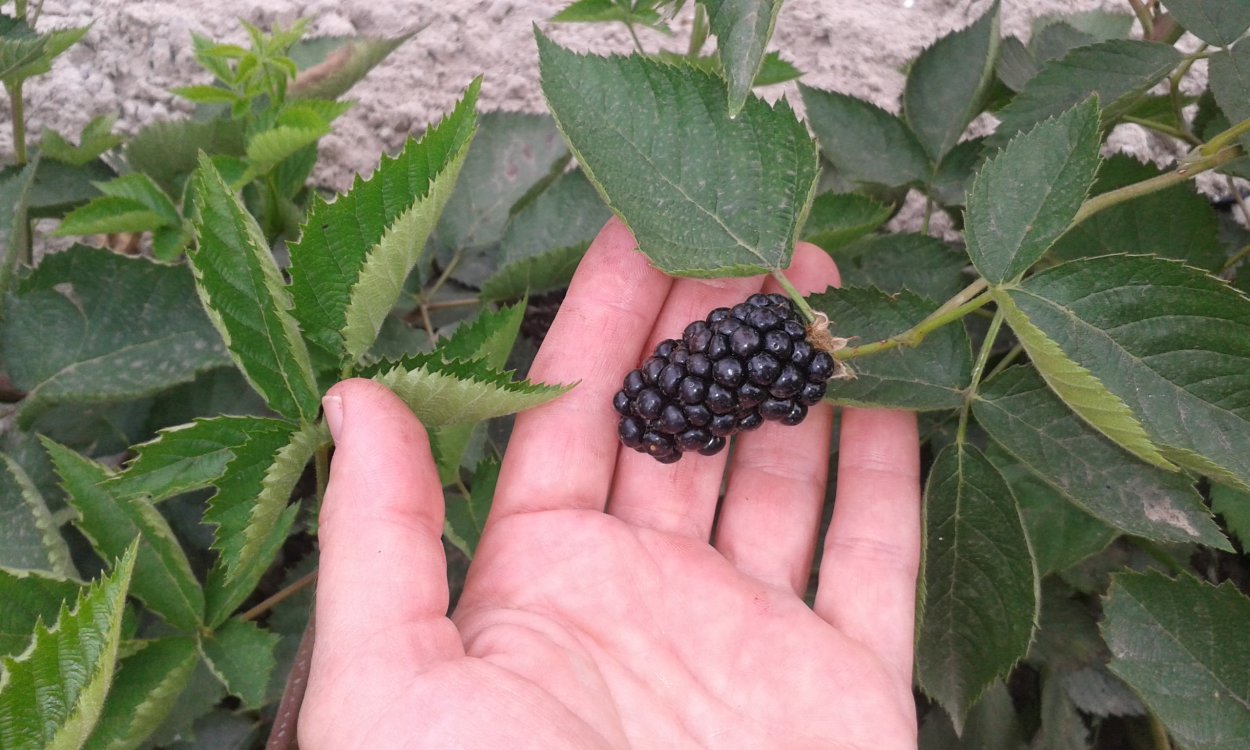 Ежемалина Садовая посадка