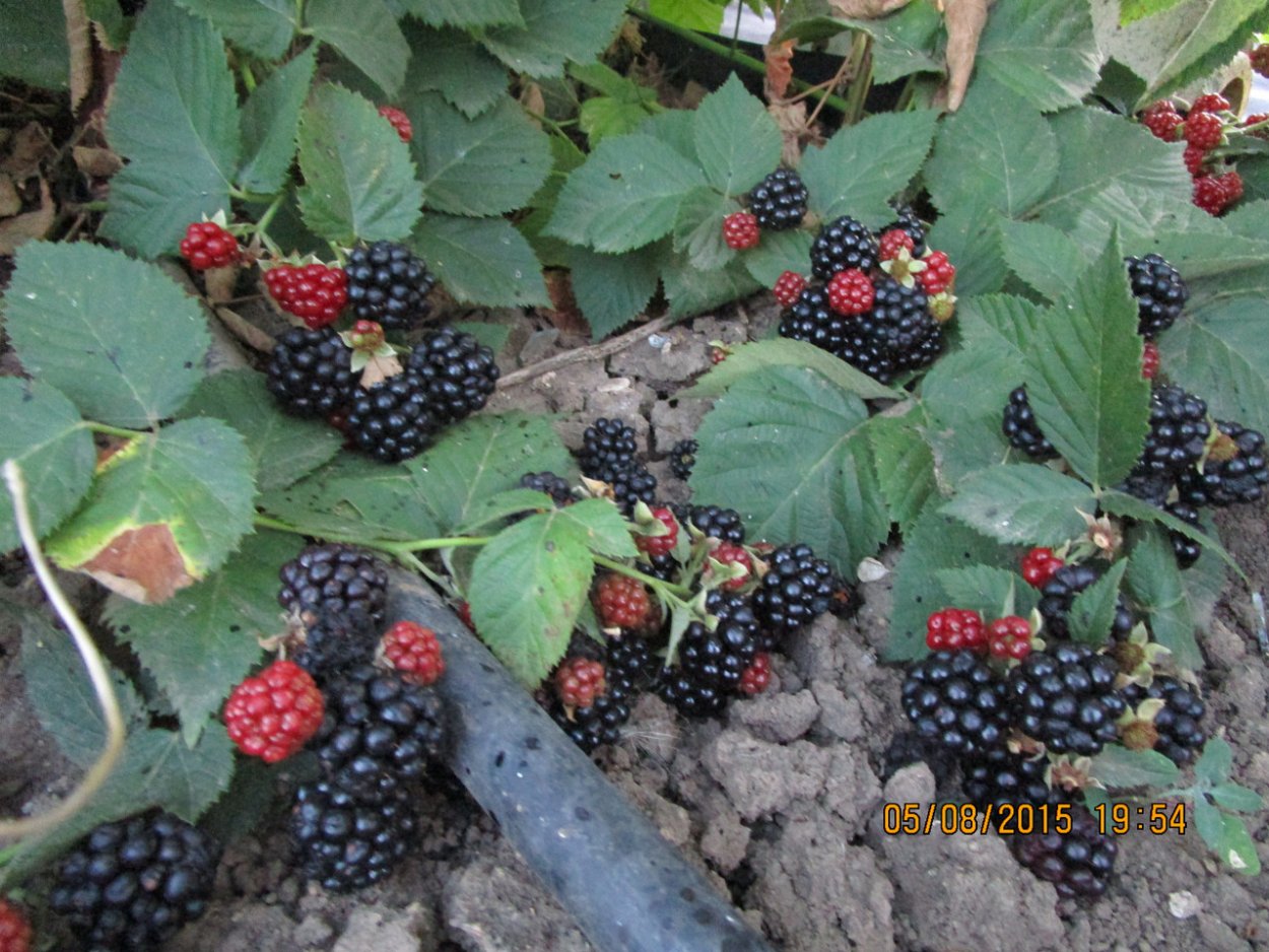 Ежевика бесшипная вьющаяся Садовая