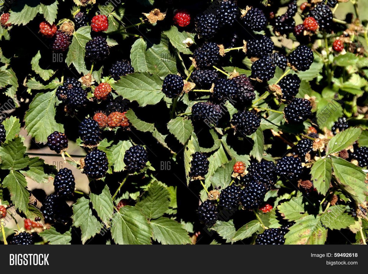 Поле ежевики