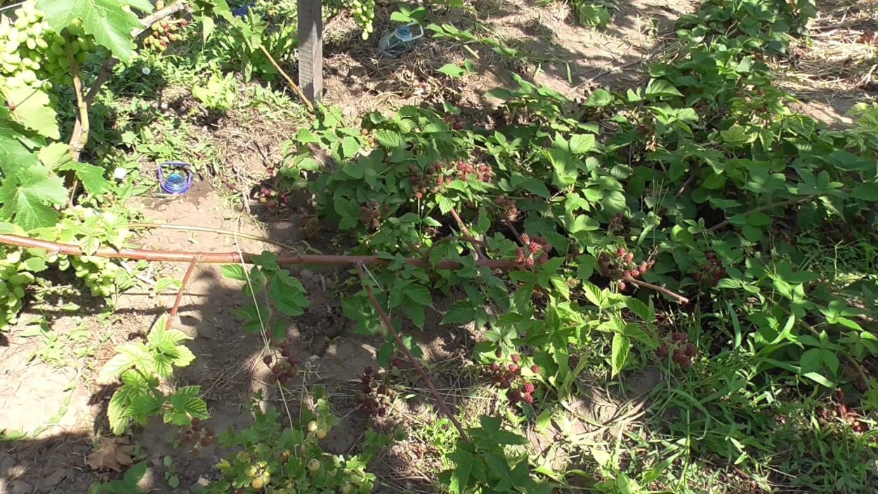 Ежевика Торнфри размножение отводками