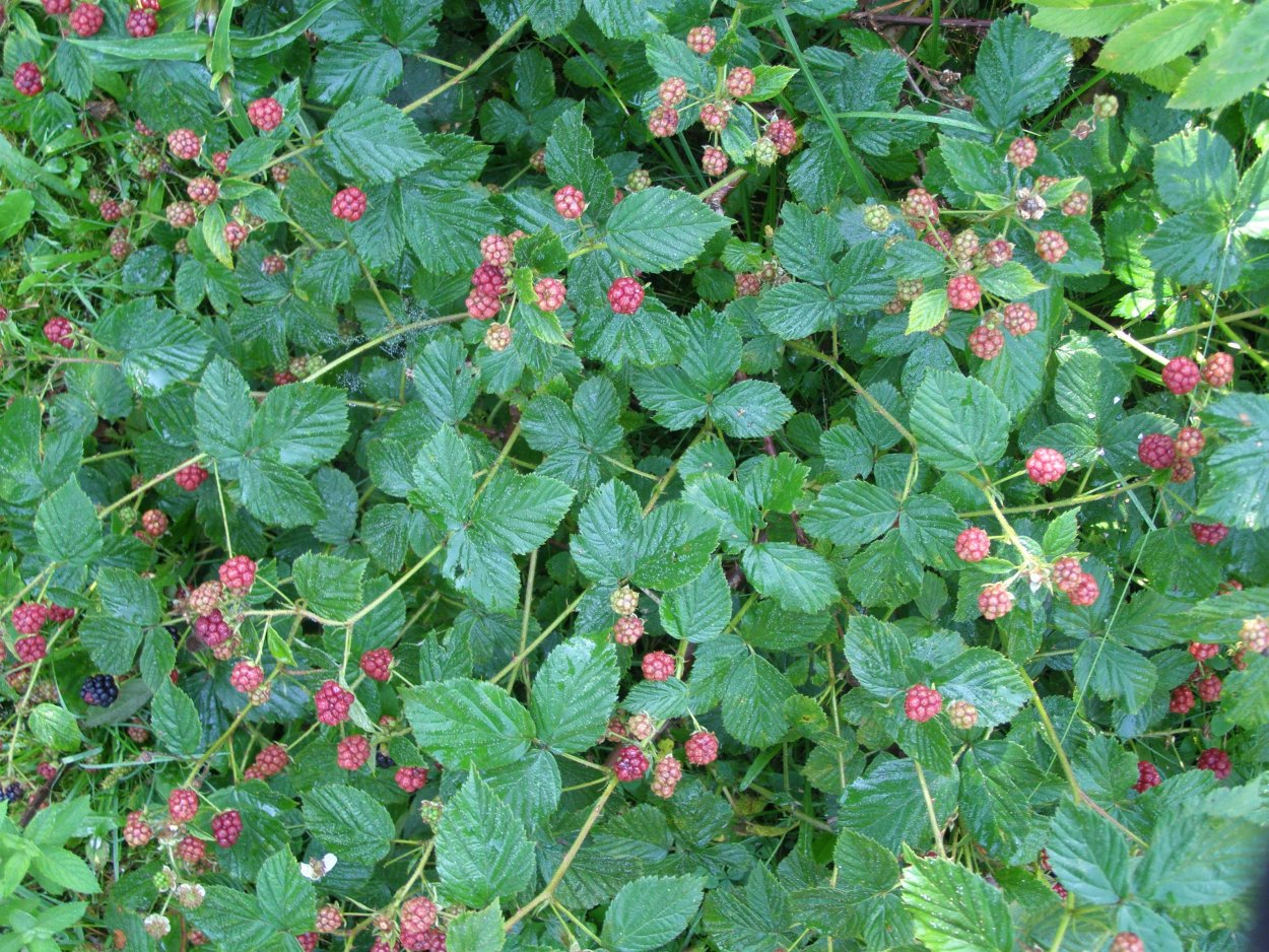 Ежевика росяника