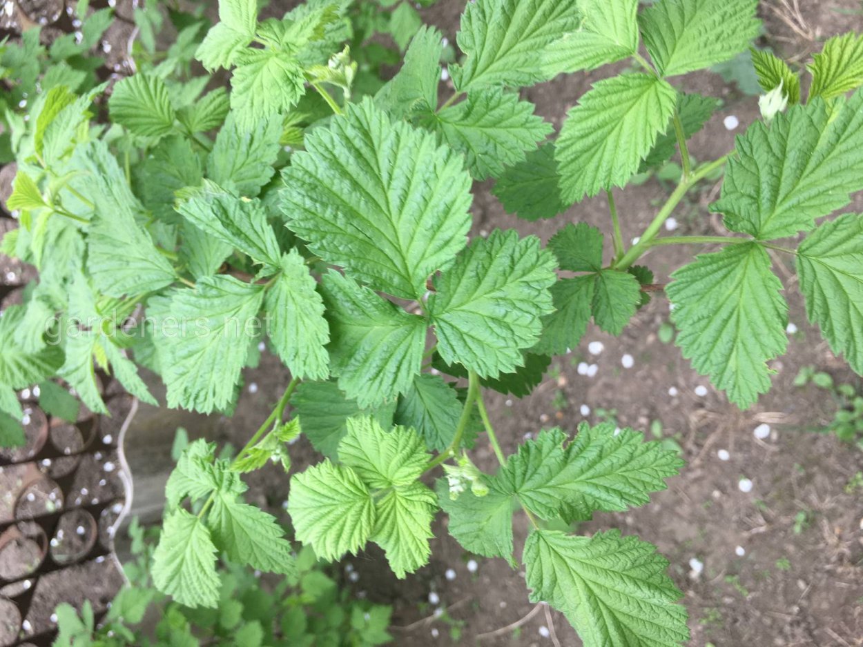 Ежевика Дикая ползучая стелющаяся