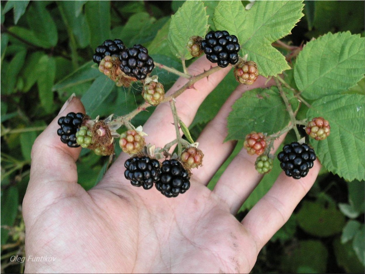 Ежевика росяника