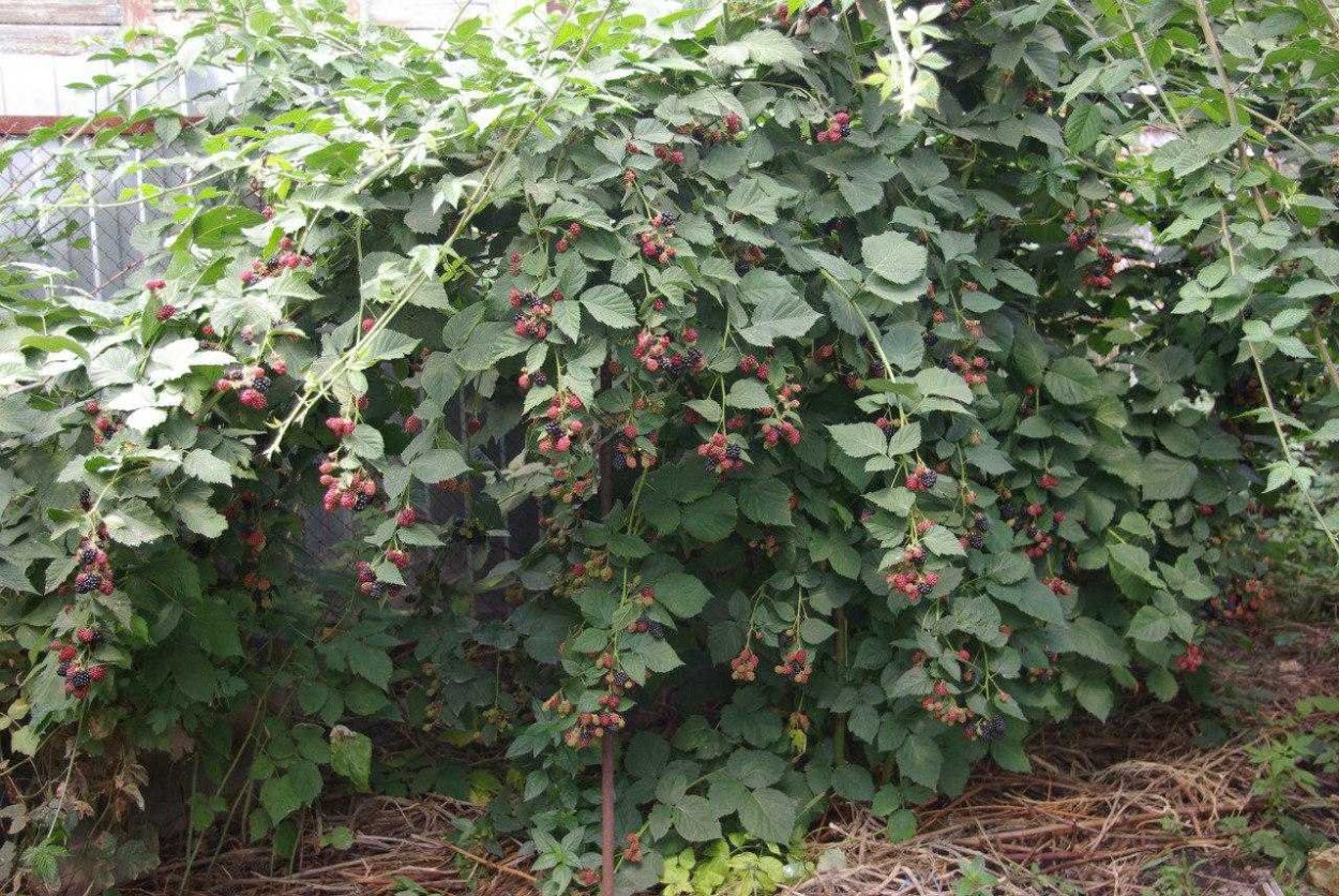 Ежевика куст