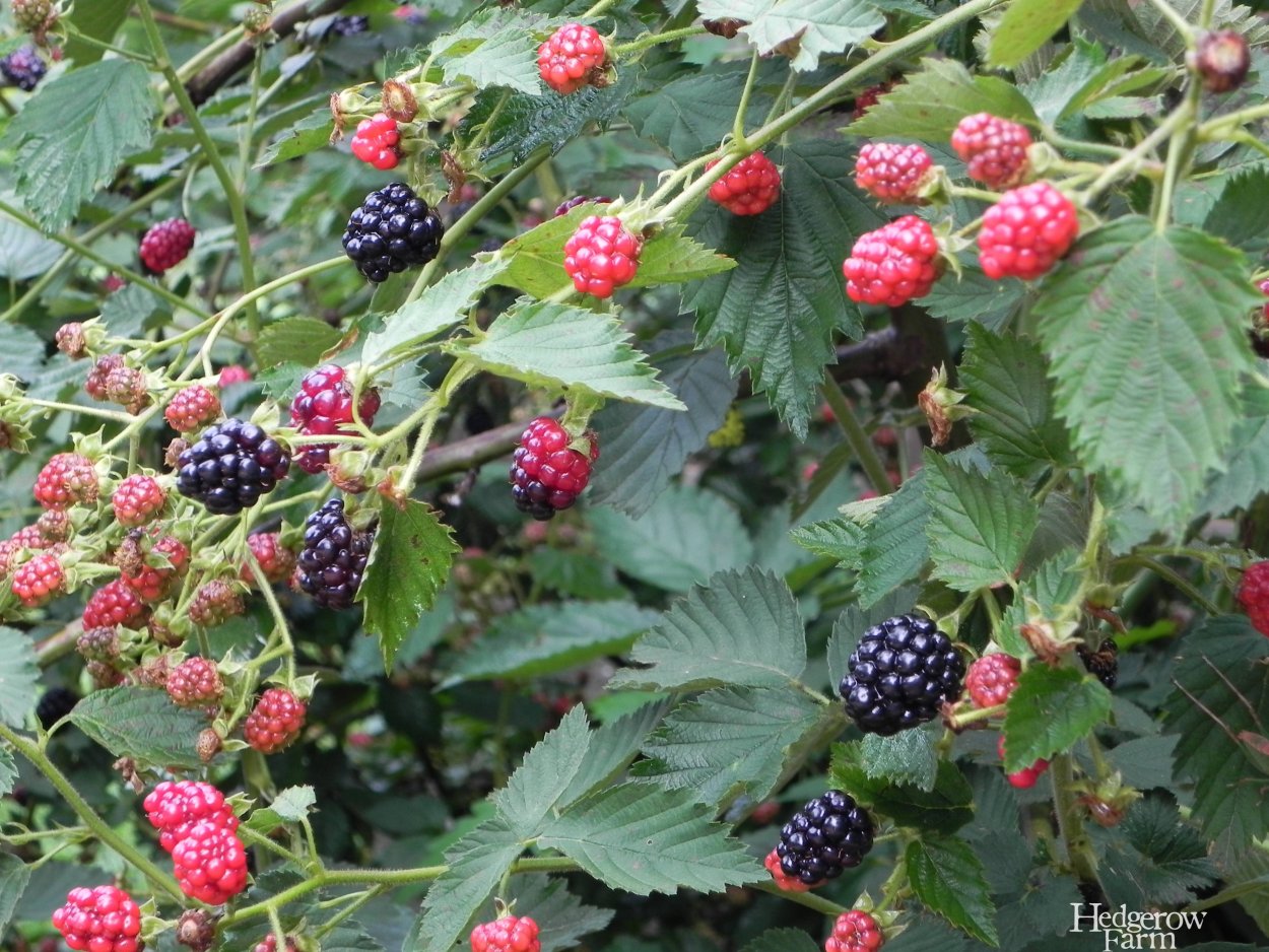 Ежевика Арапахо