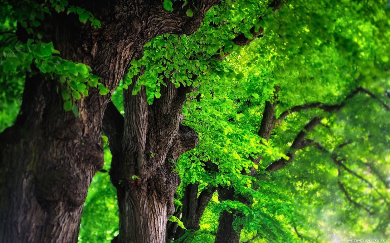 Красивое зеленое дерево