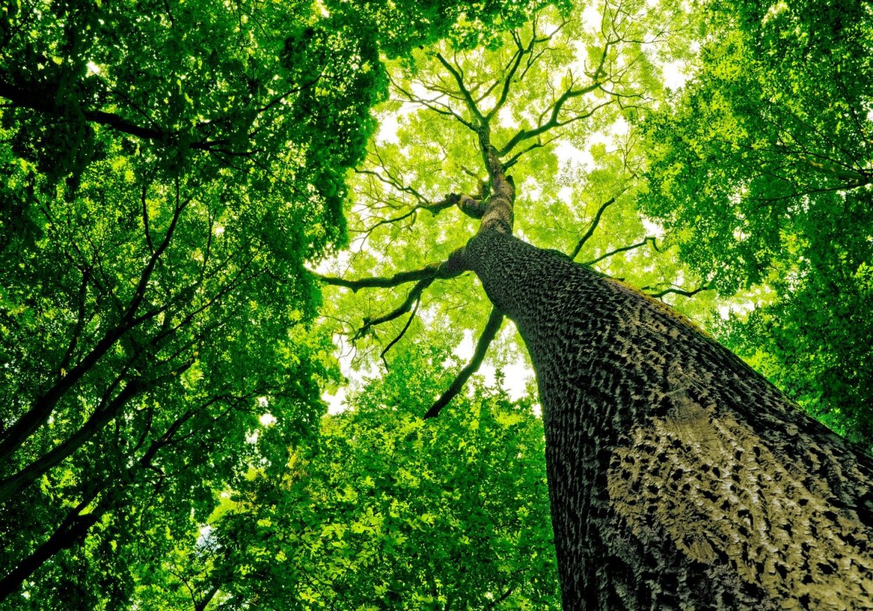 Крона дерева